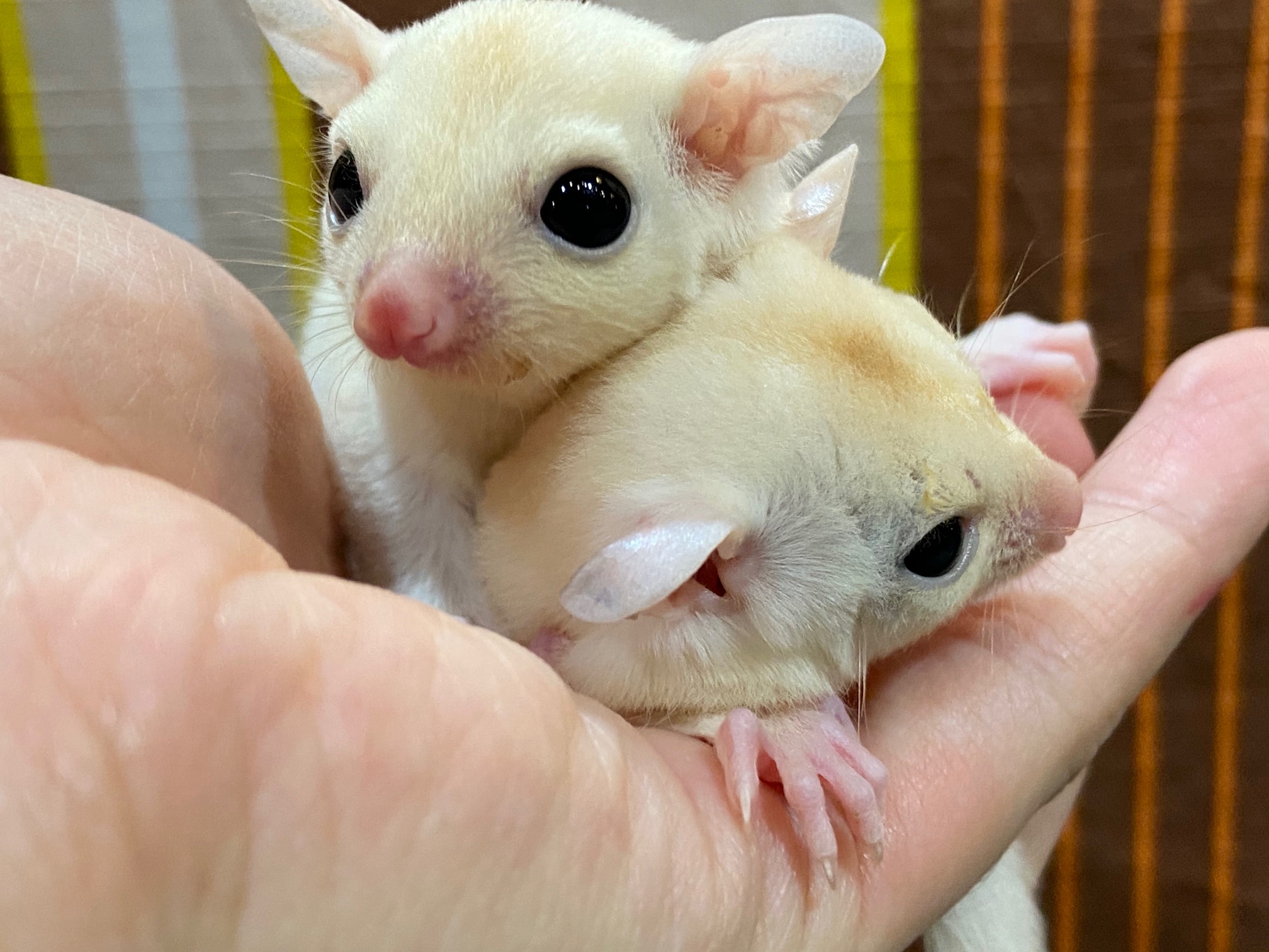 フクロモモンガのベビーが入荷しました 熱帯倶楽部 東川口本店 熱帯倶楽部