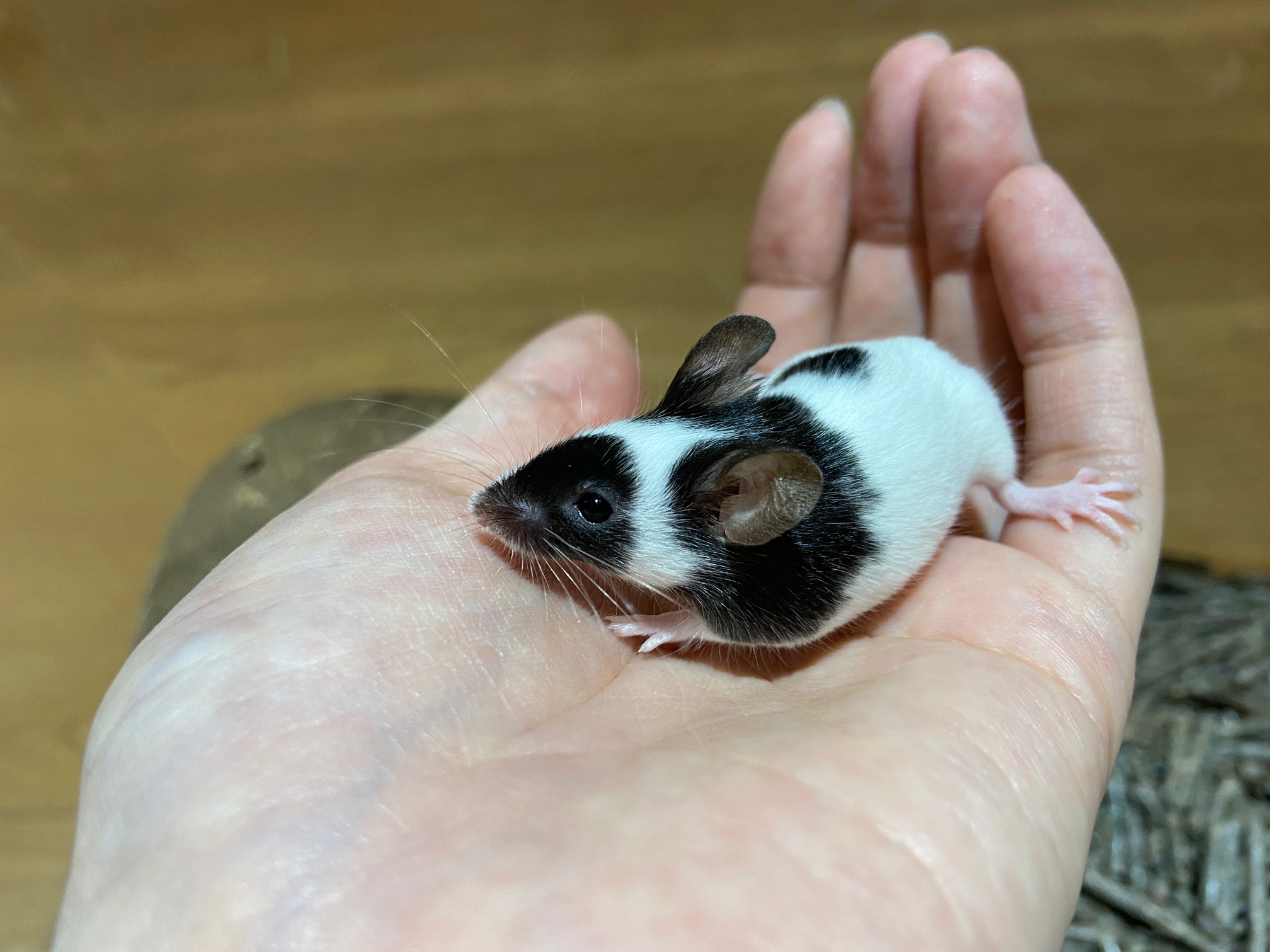 動画 小さくて可愛い パンダマウスのご紹介 吉祥寺店 熱帯倶楽部