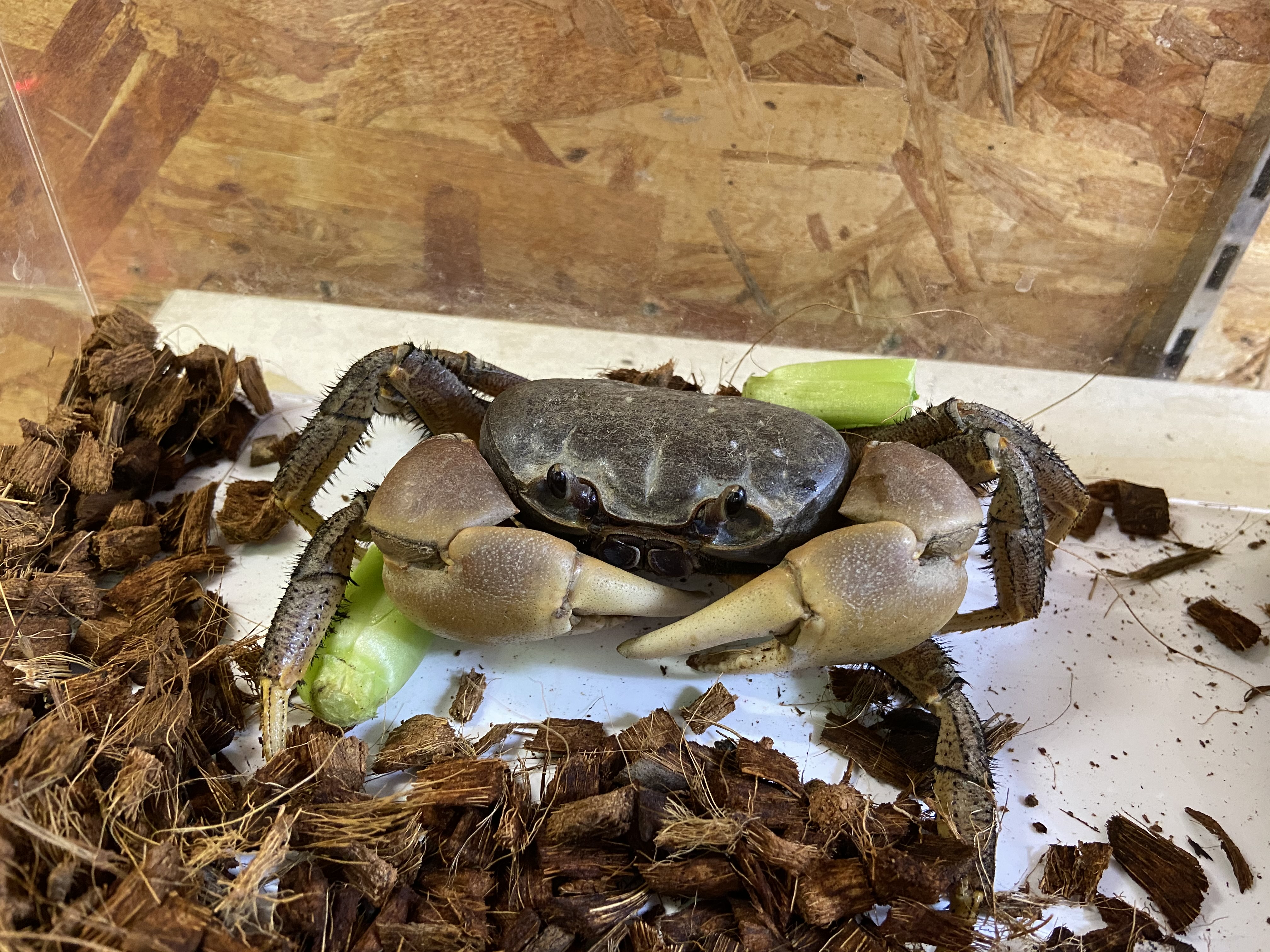 オカガニが入荷しました 熱帯倶楽部 本店 熱帯倶楽部 オカガニが入荷しました 熱帯倶楽部 本店 熱帯倶楽部