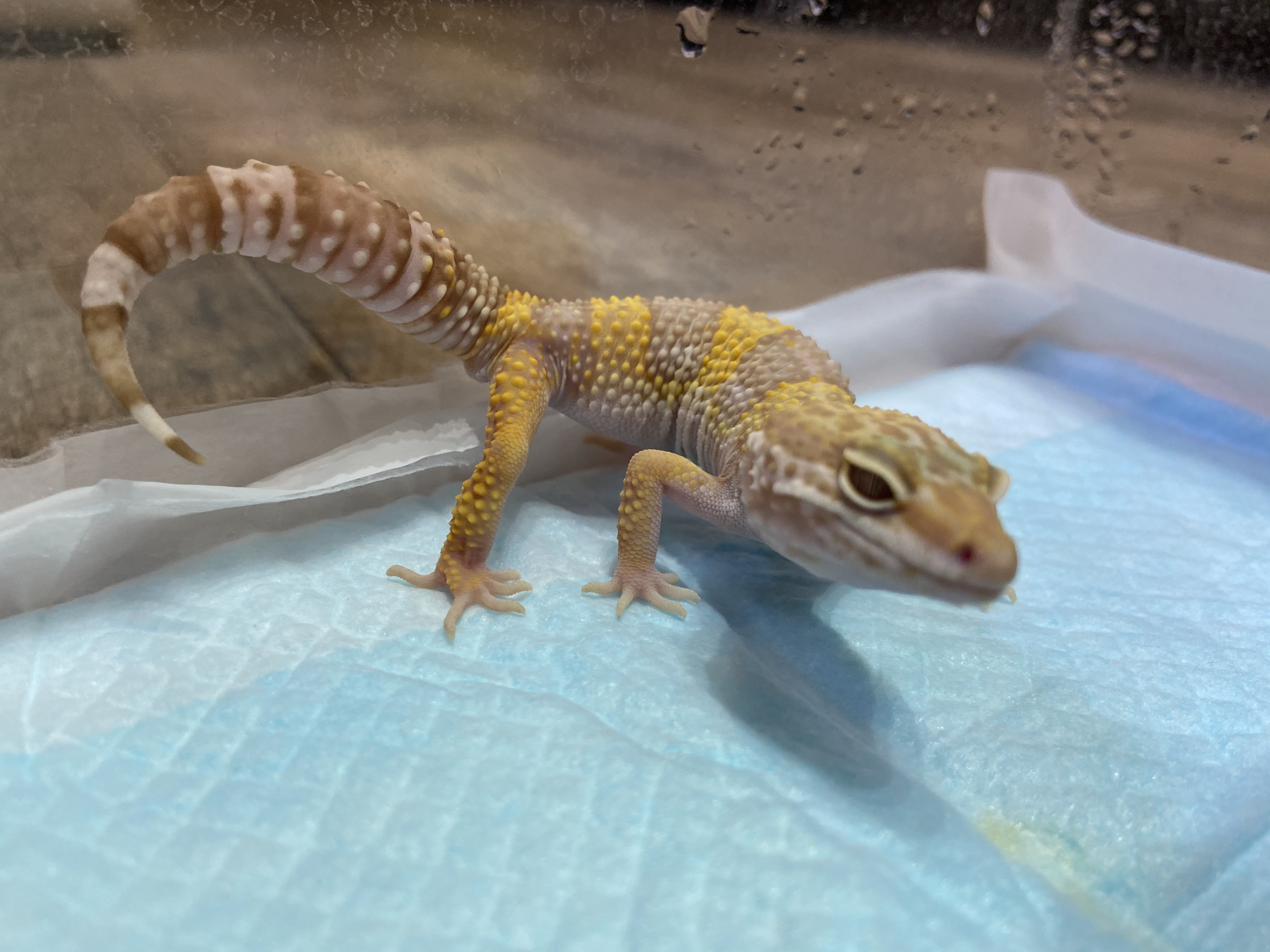 動画 アルビノの子達が人工飼料を食べてくれました ららぽーと立川立飛店 熱帯倶楽部