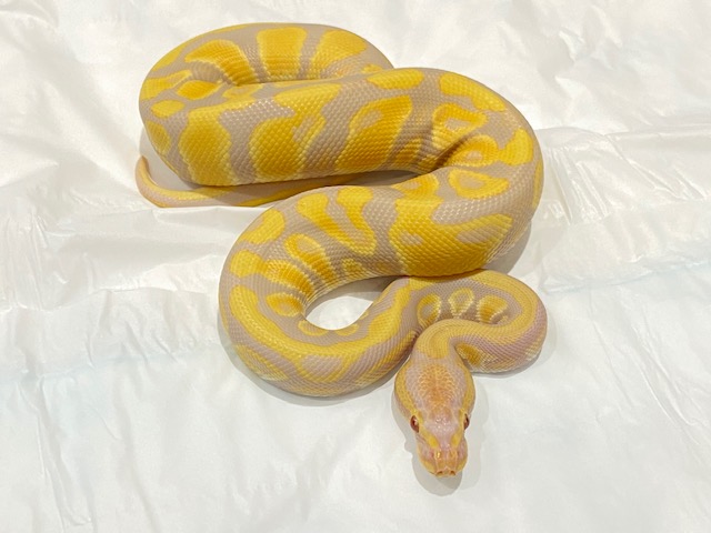 ボールパイソン キャンディーノ が入荷しました 熱帯倶楽部 東川口本店 熱帯倶楽部 ボールパイソン キャンディーノ が入荷しました 熱帯倶楽部 東川口本店 熱帯倶楽部