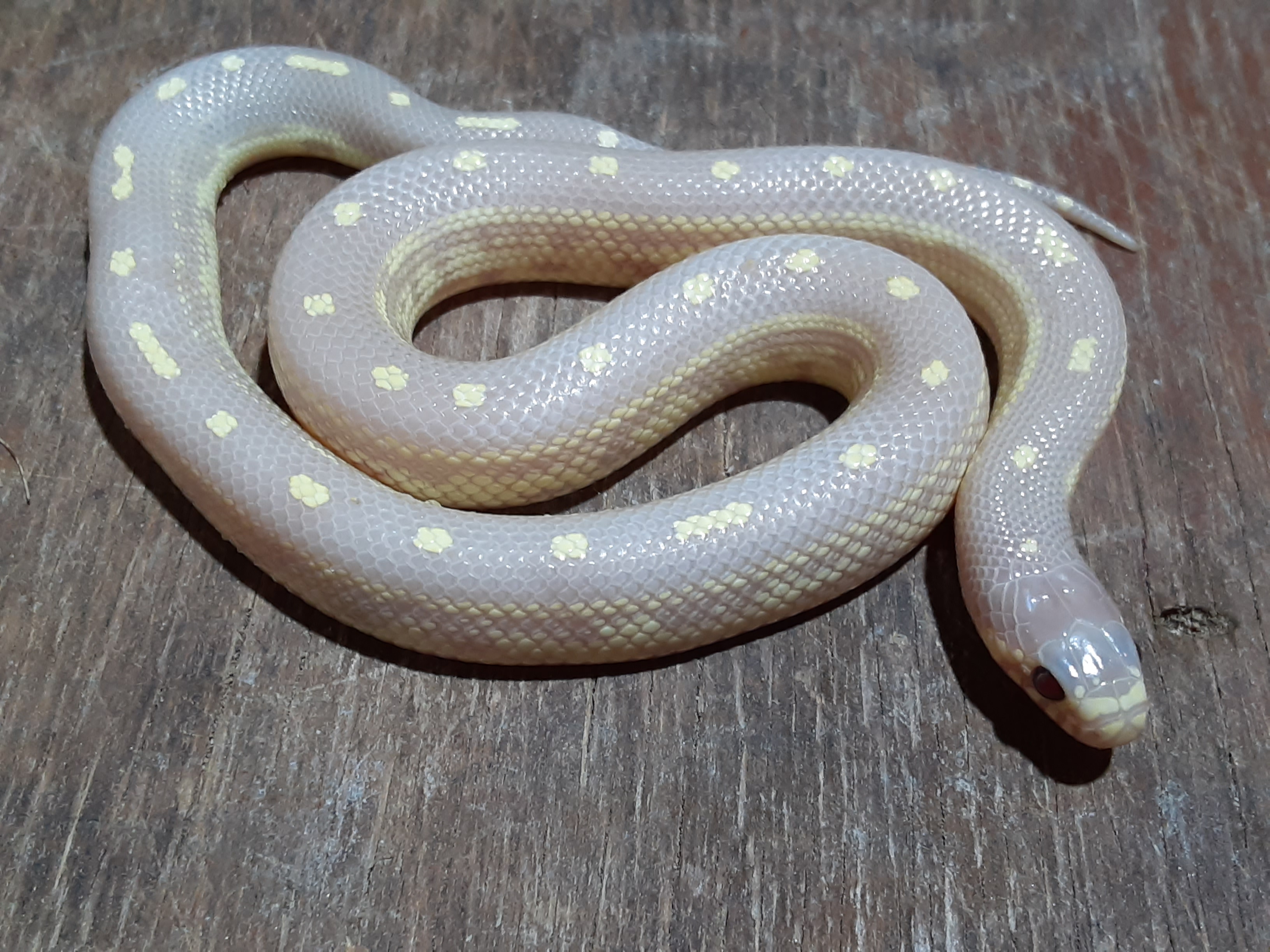 ラベンダーカリフォルニアキングスネーク 東川口本店 熱帯倶楽部