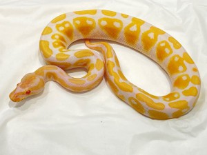 210107 b4
