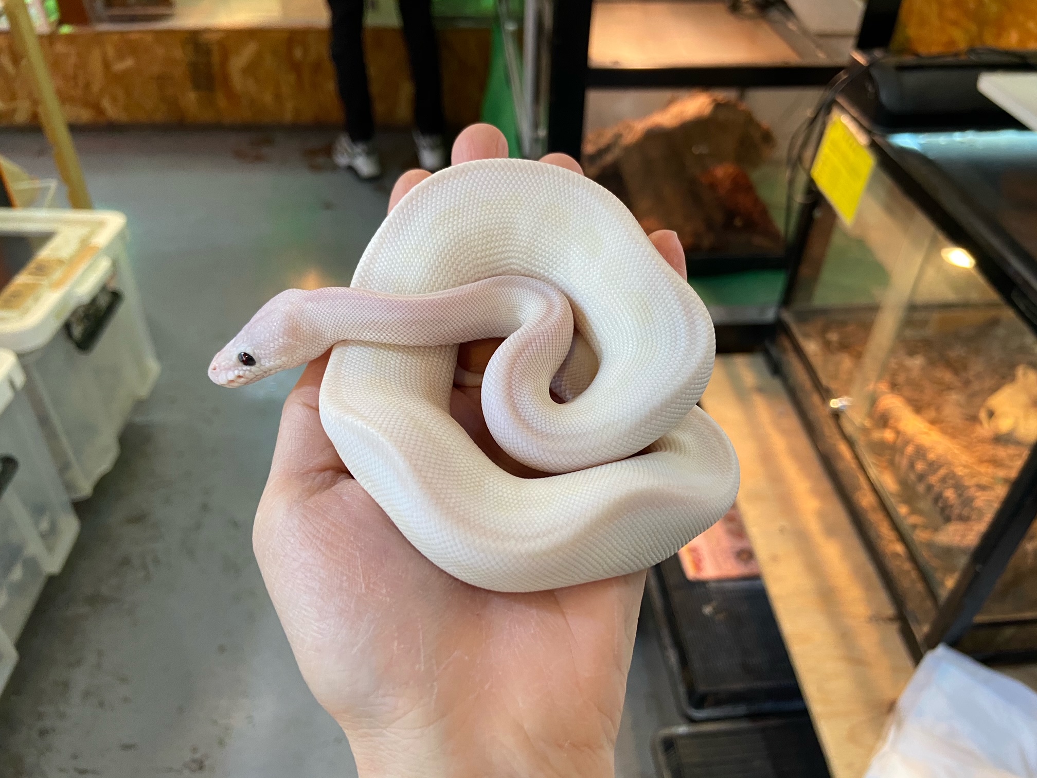 ボールパイソンが入荷しました 熱帯倶楽部 東川口本店 熱帯倶楽部