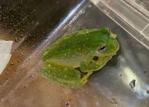カエル 熱帯倶楽部 カエル 熱帯倶楽部