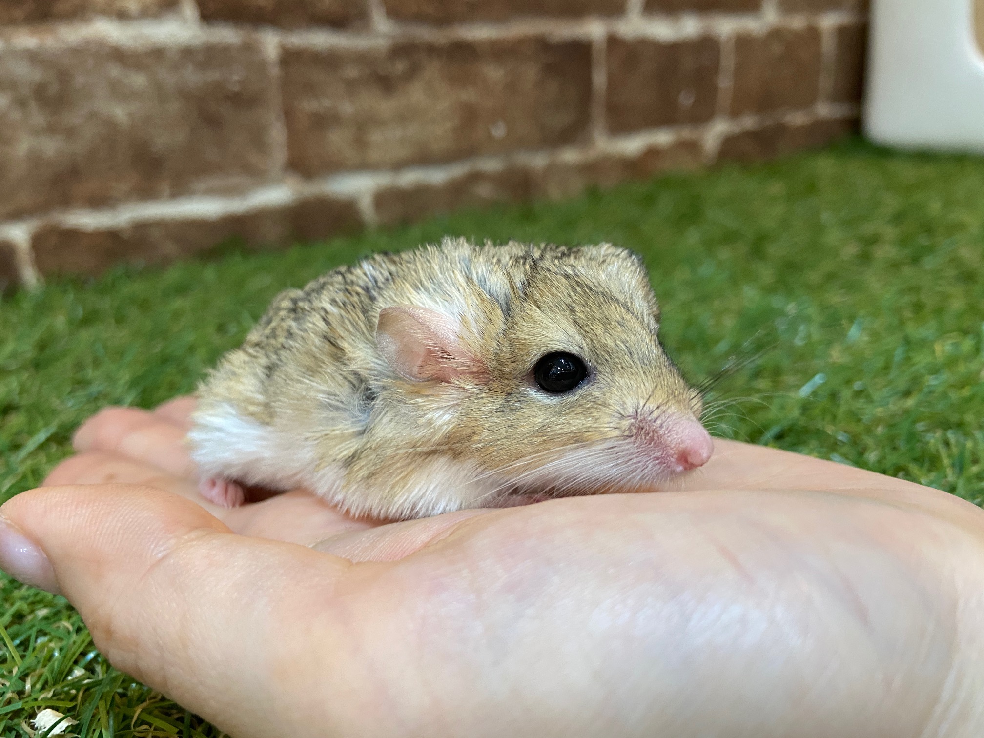動画 良く慣れているファットテールジャービルのご紹介 吉祥寺店 熱帯倶楽部