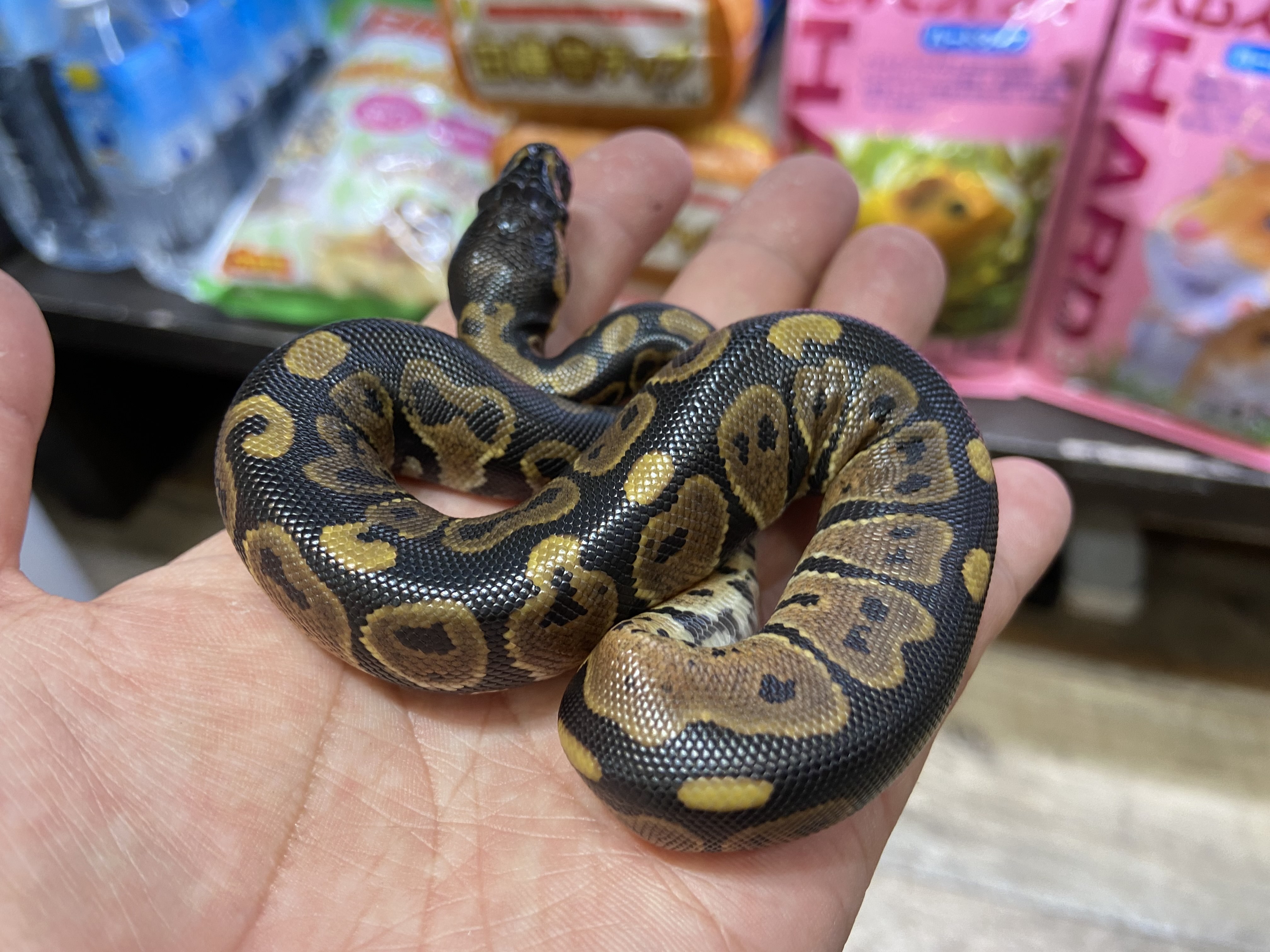 2021年fh産のボールパイソンの赤ちゃんが入荷しました ららぽーと立川立飛店 熱帯倶楽部 2021年fh産のボールパイソンの赤ちゃんが入荷しました ららぽーと立川立飛店 熱帯倶楽部