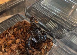 サソリ 熱帯倶楽部