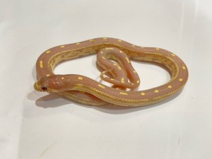 210513H0018