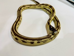 210513H0019