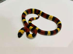210513H0020