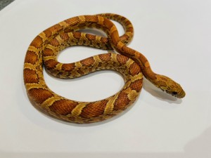 210513H0022