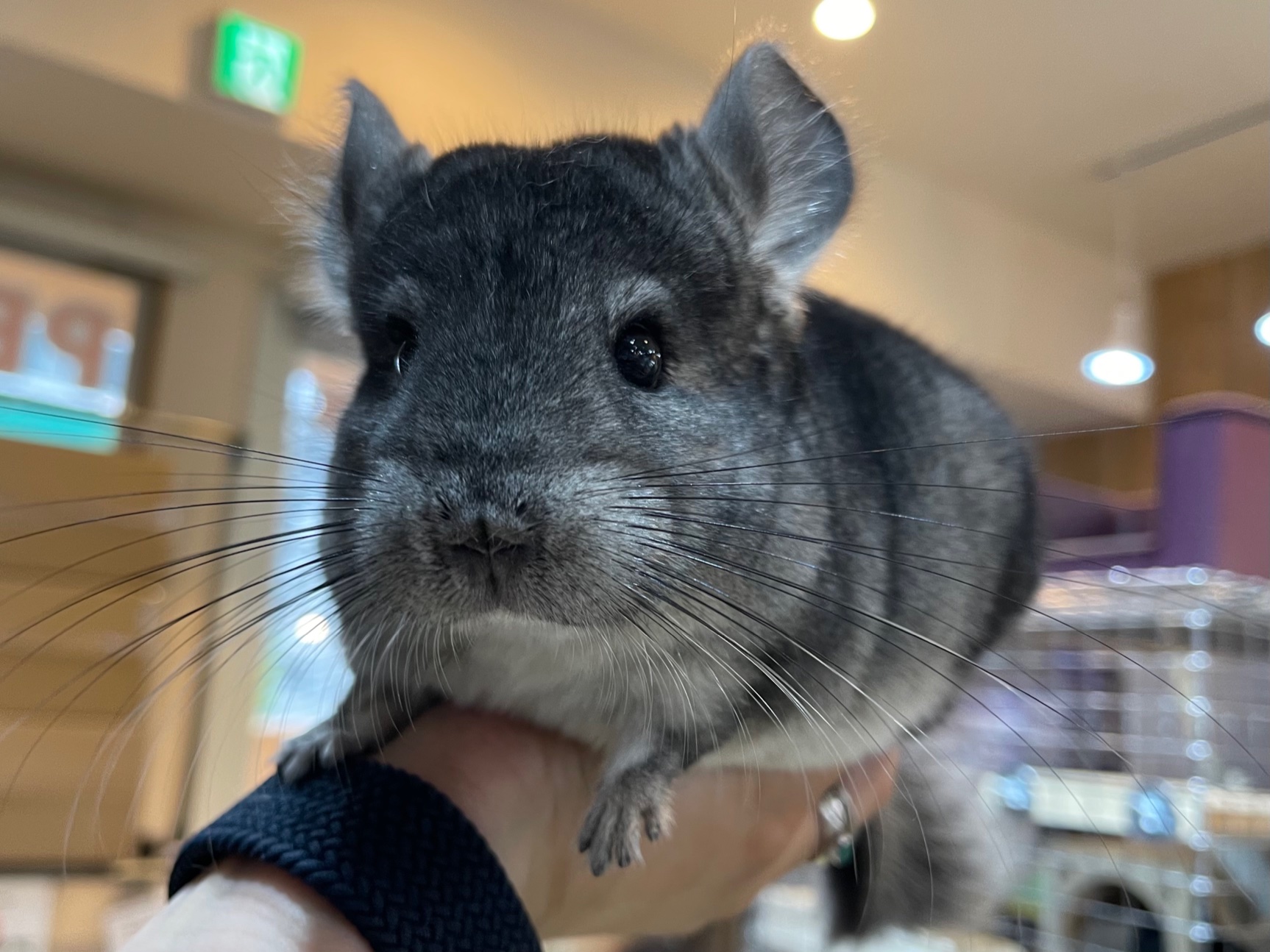 とても大人しいチンチラ グレーの男の子のご紹介 熱帯倶楽部 吉祥寺店 ペットショップ 熱帯倶楽部 吉祥寺店