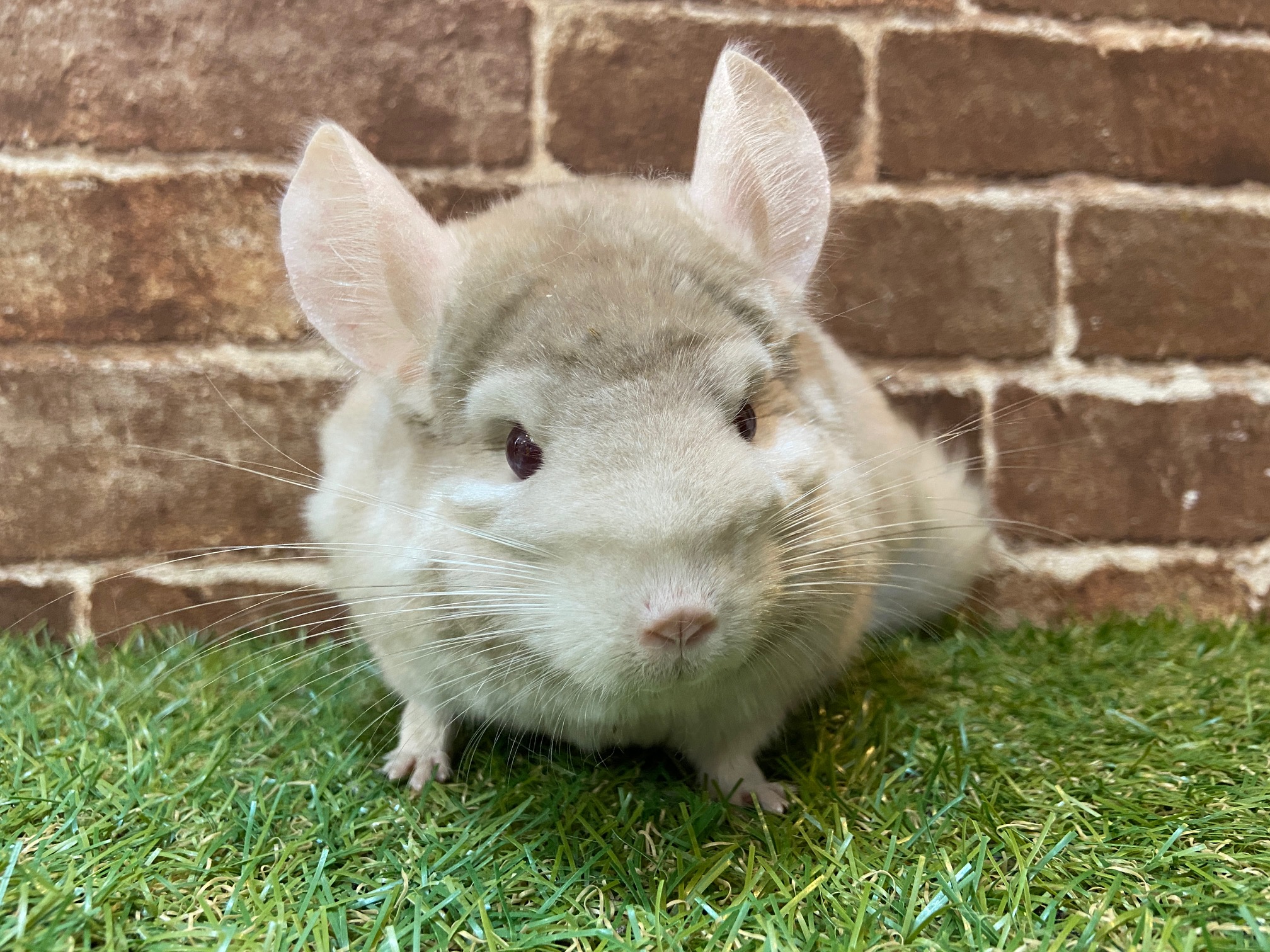 動画 とっても綺麗なチンチラ シナモン の男の子 吉祥寺店 熱帯倶楽部