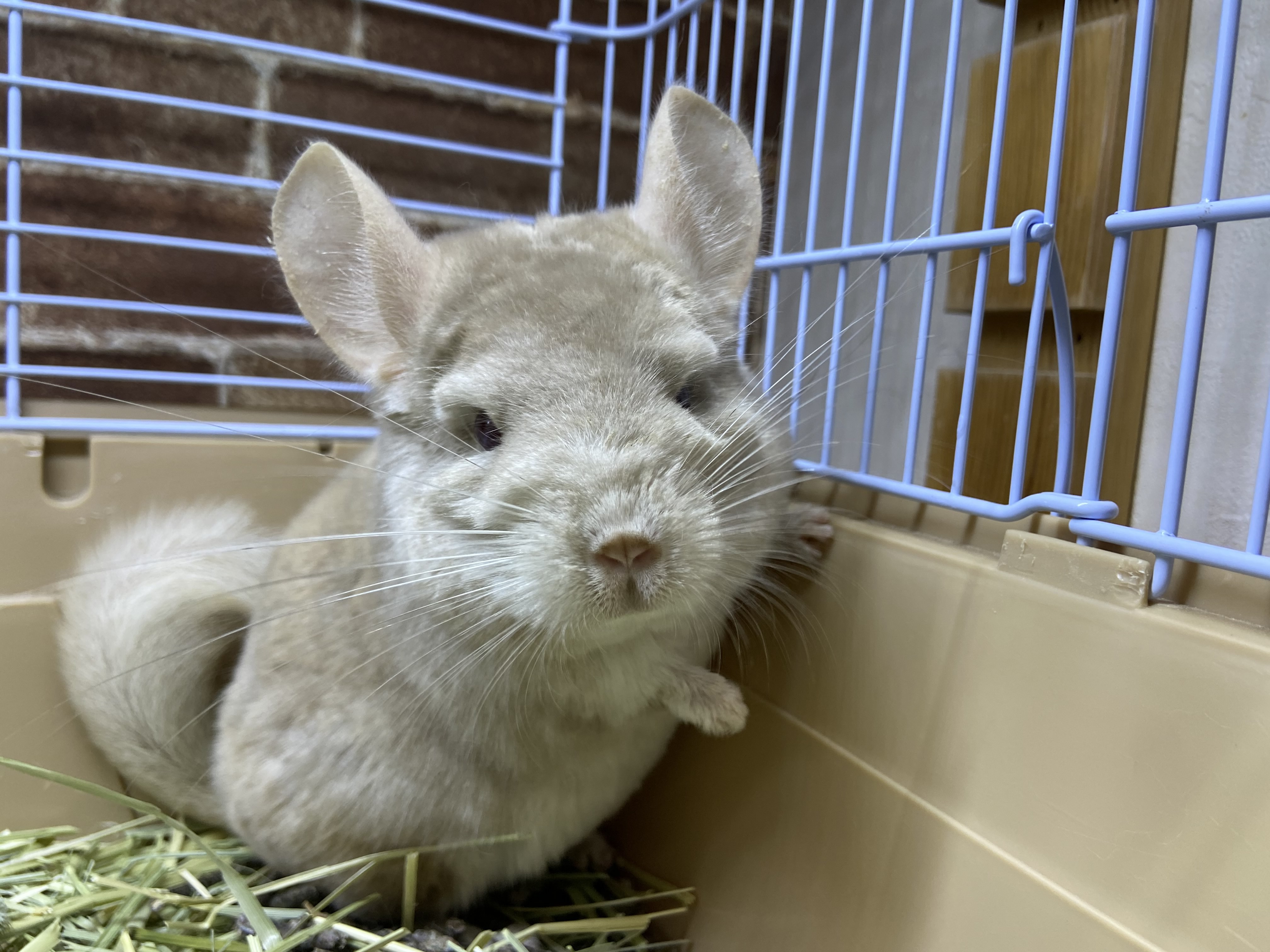 動画 チンチラ シナモン 男の子 ららぽーと立川立飛店 熱帯倶楽部