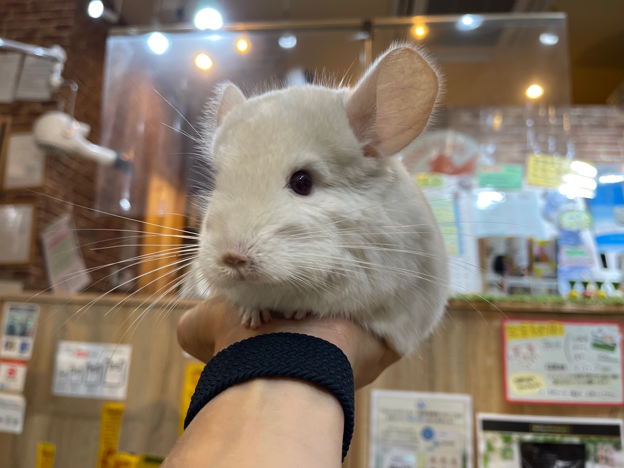 ゴールドバーみたいに黄色味のあるチンチラ ホワイトの男の子の