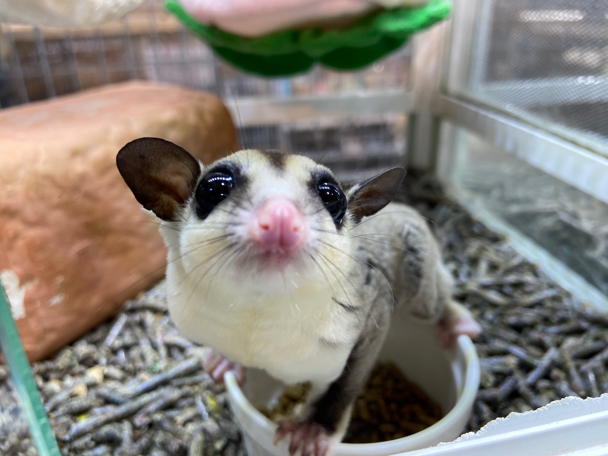 可愛いフクロモモンガいます 吉祥寺店 ペットショップ 熱帯倶楽部 吉祥寺店