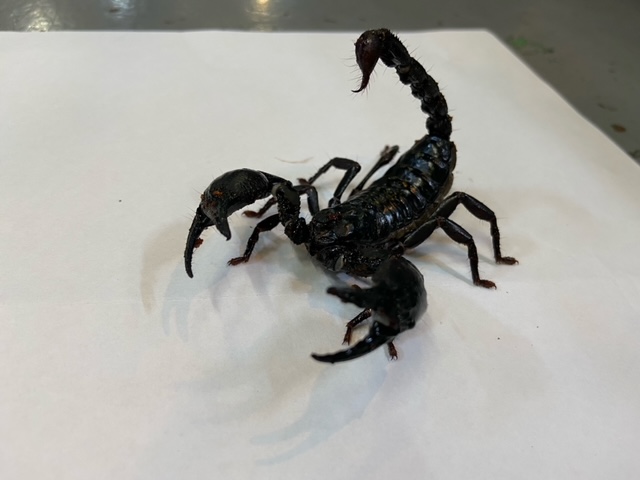 チャグロサソリが入荷しました 熱帯倶楽部 本店 熱帯倶楽部