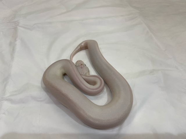 ボールパイソンが入荷しました 熱帯倶楽部 本店 熱帯倶楽部