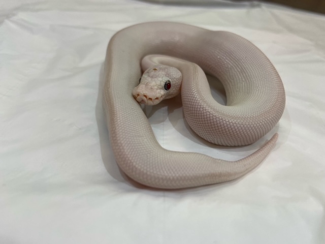 ボールパイソンが入荷しました 熱帯倶楽部 本店 熱帯倶楽部