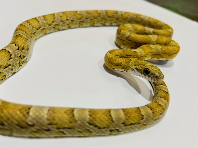 コーンスネークが入荷しました 熱帯倶楽部 本店 熱帯倶楽部