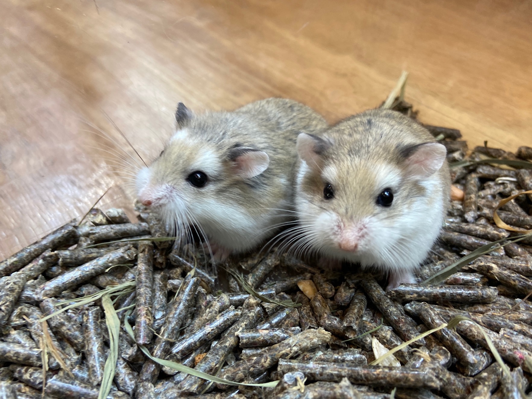 動画 新入荷 ロボロフスキーハムスター２匹 吉祥寺店 熱帯倶楽部