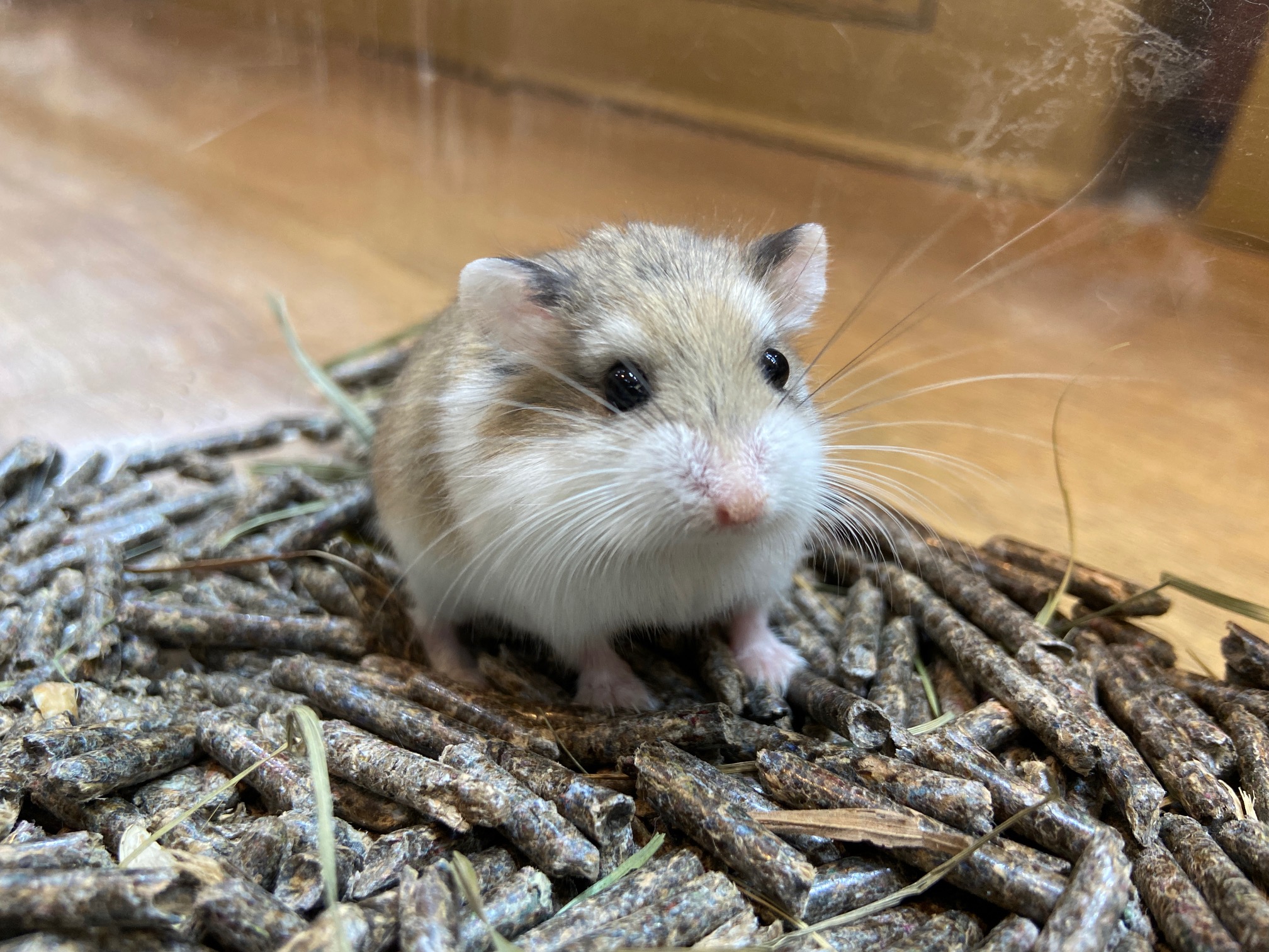 動画 新入荷 ロボロフスキーハムスター２匹 吉祥寺店 熱帯倶楽部