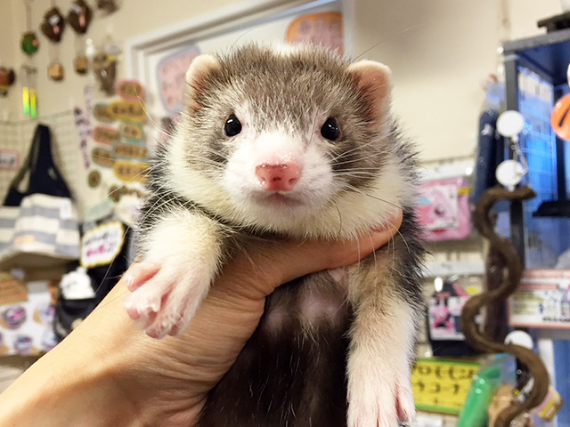 移動動物園(ふれあい動物園)