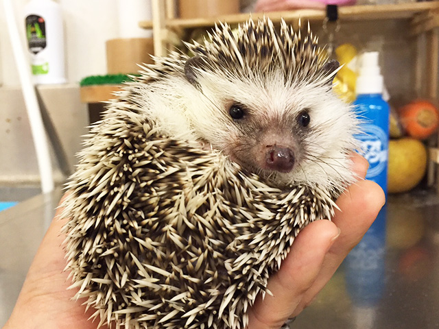 移動動物園(ふれあい動物園)